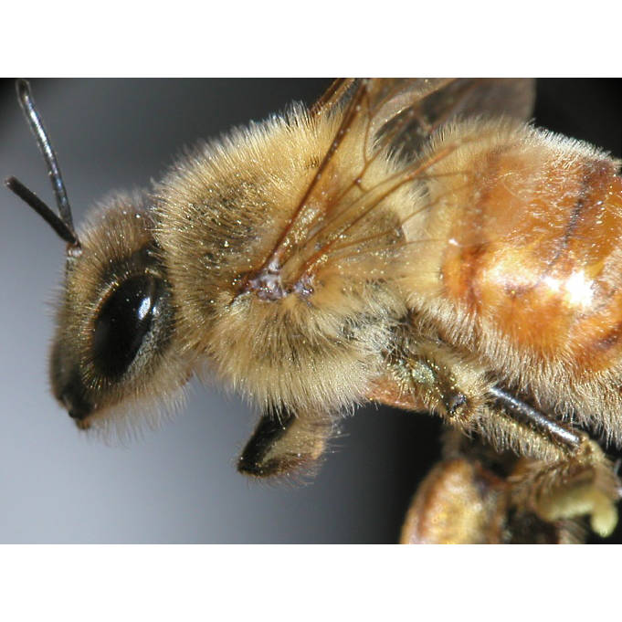 Pictures Of Honeybee - Free Honeybee pictures 